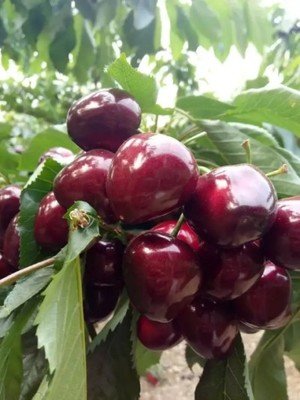 甜心（Sweet Heart）