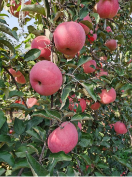 阿森泰克红富士（Asentek Red Fuji）