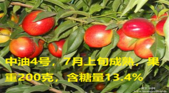 中油4号（CNOOC 4）