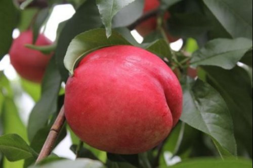 瑞光28号油桃（Petrel 28）