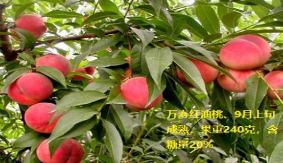 万寿红油桃（Longevity peach）