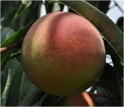 龙城蜜桃（Dragon City Peach）