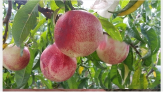 永莲10号蜜桃（Peach 10 Yonglian）