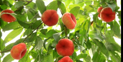 瑞蟠2号（Raipan 2）