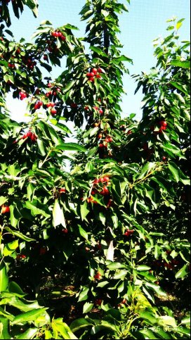 早洛里（Early Lory）