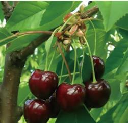 科迪亚（Kordia）